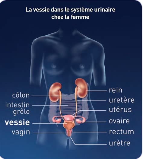 photo méat urinaire femme|Qu’est